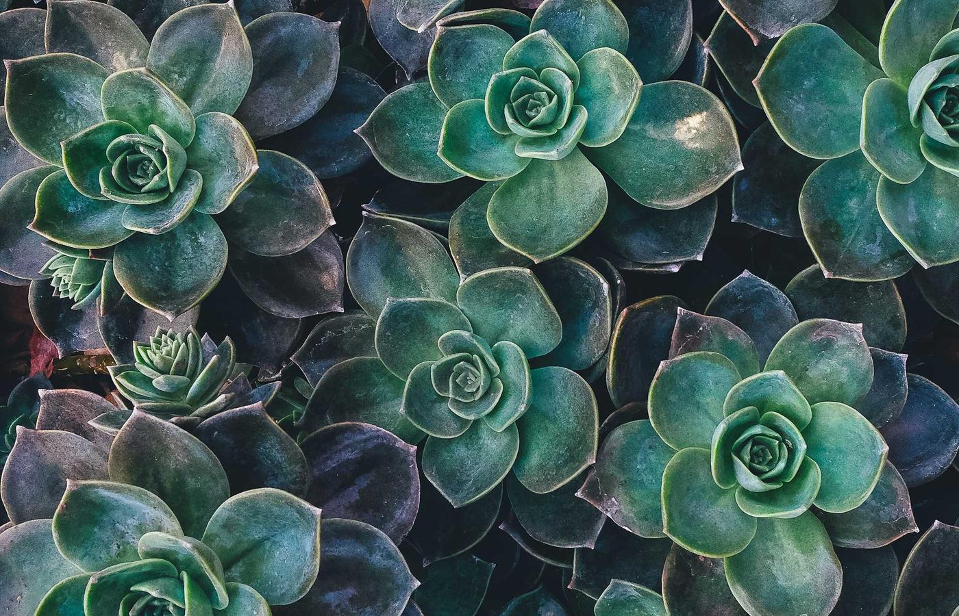 PPC кампания